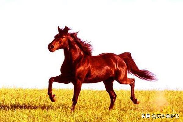 历史上秦始皇的七匹神马，有他们在“赤兔”只能排第八